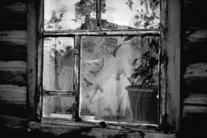 Old Duck. Photo series. 2013