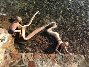 Snake on Holiday series frame 13, 2019.