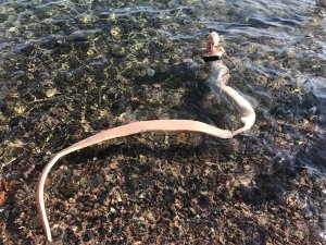 Snake on Holiday series frame 16, 2019.