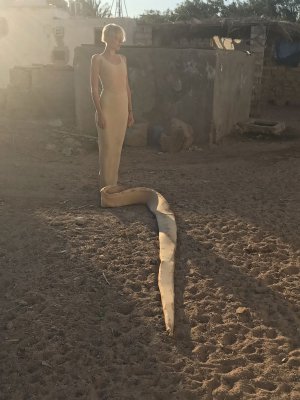 Snake on Holiday series frame 21, 2019.