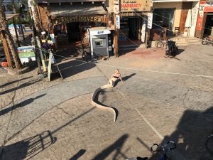 Snake on Holiday series frame 9, 2019.