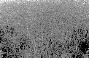 Grass, grass, grass, 2020